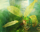 Madagascar Lace Plant (Aponogeton madagascariensis) (Small)