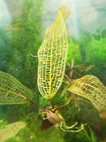 Madagascar Lace Plant (Aponogeton madagascariensis) (Small)