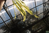 Major Sword_Echinodorus Major_Ruffled Swords_Aquarium Plant_Aquarium Plants_Planted Aquarium_Aquarium Plants For Sale