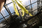 Major Sword_Echinodorus Major_Ruffled Swords_Aquarium Plant_Aquarium Plants_Planted Aquarium_Aquarium Plants For Sale
