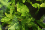 Major Sword_Echinodorus Major_Ruffled Swords_Aquarium Plant_Aquarium Plants_Planted Aquarium_Aquarium Plants For Sale