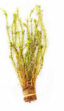 Mayaca Vandelli_Aquarium Plant For Sale