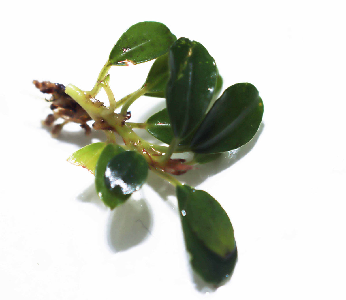 Melawi Bucephalandra – DustinsFishtanks