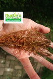 Myriophyllum tuberculatum Portion of RED Myrio for sale