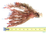 Myriophyllum Matogrossense Dark and Fluffy Aquarium Plant For Sale_ Aquarium Plants For Sale_Red Plants