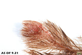 Myriophyllum Matogrossense Dark and fluffy red_Aquarium plants for sale_aquarium plant