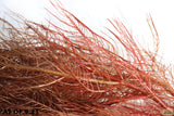 Myriophyllum Matogrossense Dark and fluffy red_Aquarium plants for sale_aquarium plant