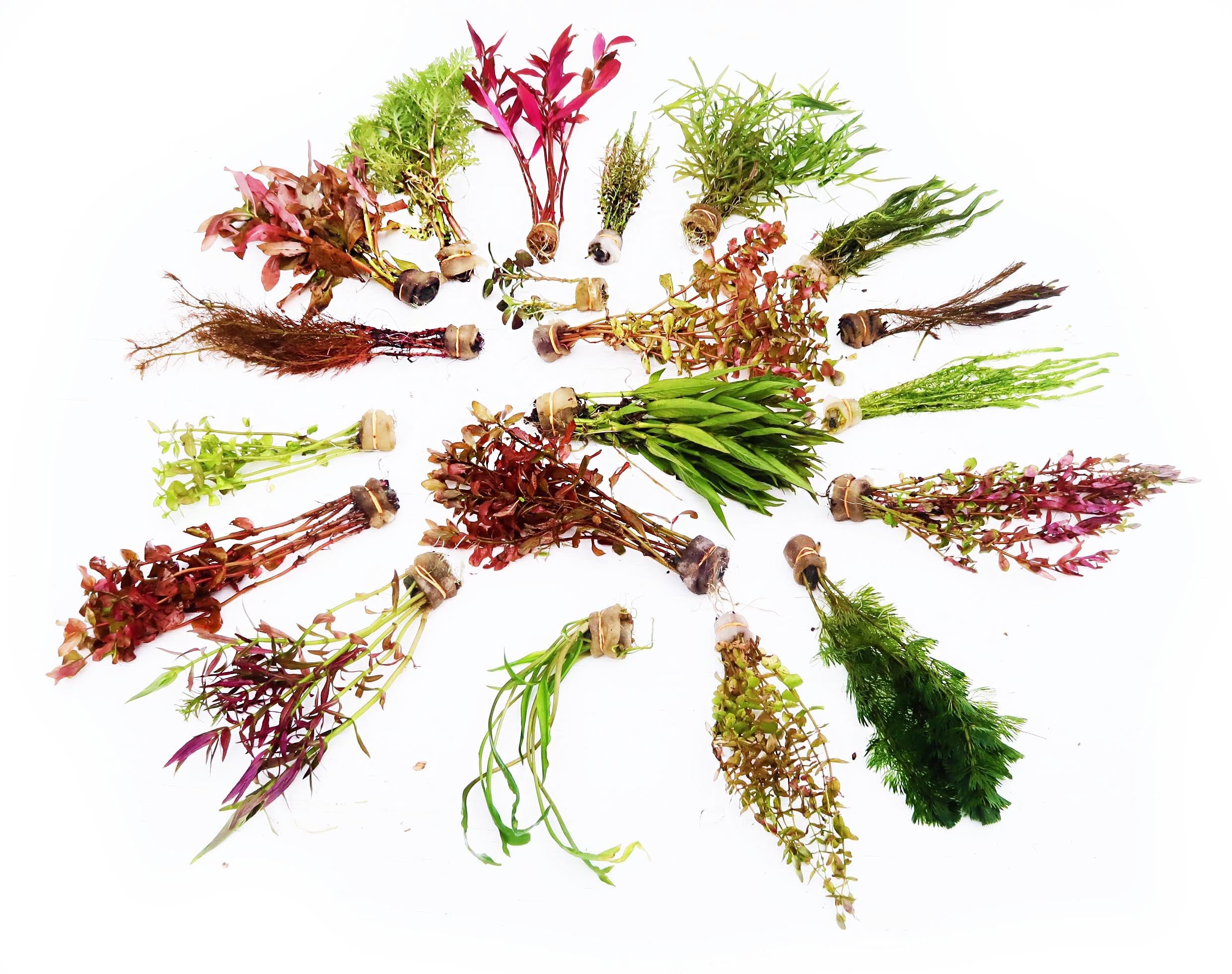 Our Best Selling “Beautiful Plants" Combo Get 4 plants for ONLY $19.95