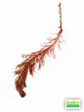 Myriophyllum tuberculatum (INSANE Red Aquarium Plant)