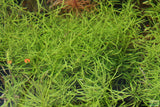 Pogostemon Stellata Octopus_Aquarium Plant_Aquarium Plants_Octopus Leaves_Aquarium Plant For Sale