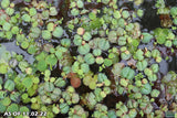 Red Root Floaters_Floating Aquarium Plants_Aquarium Plant For Sale