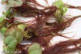 Red Root Floaters_Floating Aquarium Plants_Aquarium Plant For Sale