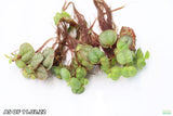 Red Root Floaters_Floating Aquarium Plants_Aquarium Plant For Sale