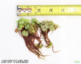 Red Root Floaters_Floating Aquarium Plants_Aquarium Plant For Sale