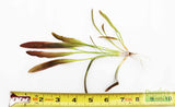 Rubin Sword_the Red Monster_Echinodorus_Aquarium Plant For Sale