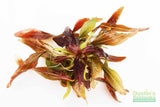 Rubin Sword_the Red Monster_Echinodorus_Aquarium Plant For Sale