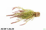 Rotala Nanjenshan_Aquarium PLants for sale_aquarium plant_