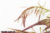 Rotala Nanjenshan_Aquarium PLants for sale_aquarium plant_