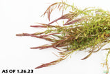 Rotala Nanjenshan_Aquarium PLants for sale_aquarium plant_