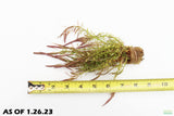 Rotala Nanjenshan_Aquarium PLants for sale_aquarium plant_