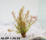 Rotala Nanjenshan_Aquarium PLants for sale_aquarium plant_
