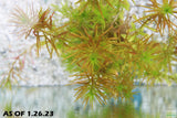 Rotala Nanjenshan_Aquarium PLants for sale_aquarium plant_