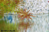 Rotala Nanjenshan_Aquarium PLants for sale_aquarium plant_