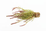 Rotala Nanjenshan_Aquarium PLants for sale_aquarium plant_