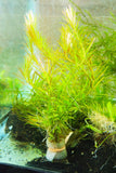 Rotala Nanjenshan