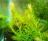 Rotala Nanjenshan
