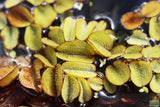 Salvinia Minima Floating Aquarium Plant for sale_Aquarium plants_Floating aquarium plants