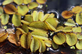 Salvinia Minima Floating Aquarium Plant for sale_Aquarium plants_Floating aquarium plants