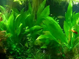 Small Amazon Sword for sale on Dustin's Fishtanks