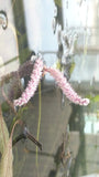 Madagascar Lace Plant (Aponogeton madagascariensis) (Small)