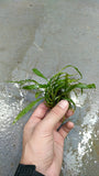 Cryptocoryne Spiralis_Aquarium Plant_Aquarium Plants_Crypt_Crypts_Spiralis