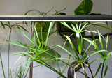 Standard Double, Super thin, sleek design perfect for high or low light aquarium plants.