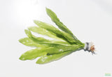 Major Sword_Echinodorus Major_Ruffled Swords_Aquarium Plant_Aquarium Plants_Planted Aquarium_Aquarium Plants For Sale