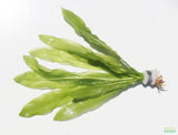 Major Sword_Echinodorus Major_Ruffled Swords_Aquarium Plant_Aquarium Plants_Planted Aquarium_Aquarium Plants For Sale