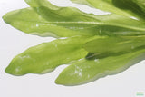 Major Sword_Echinodorus Major_Ruffled Swords_Aquarium Plant_Aquarium Plants_Planted Aquarium_Aquarium Plants For Sale