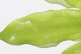 Major Sword_Echinodorus Major_Ruffled Swords_Aquarium Plant_Aquarium Plants_Planted Aquarium_Aquarium Plants For Sale
