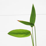 Thalia (TALL Skinny Unique Pond Plant)