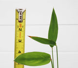 Thalia (TALL Skinny Unique Pond Plant)