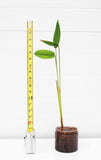 Thalia (TALL Skinny Unique Pond Plant)
