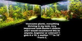D's Standard Aquarium Plant  Combo Plant Pack (BEST VALUE)
