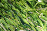 Val Asiatica Biwaensis_vallisneria_Aquarium plant for sale_aquarium plants for sale