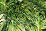 Val Asiatica Biwaensis_vallisneria_Aquarium plant for sale_aquarium plants for sale