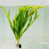 Val Asiatica Biwaensis_vallisneria_Aquarium plant for sale_aquarium plants for sale