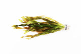Val Asiatica Biwaensis_Thick corkscrew val_vallisneria_Aquarium plants for sale_aquarium plant