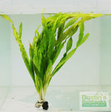 Val Asiatica Biwaensis_vallisneria_Aquarium plant for sale_aquarium plants for sale