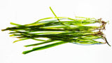 Vallisneria "Jungle Val"  EASY Background Aquarium Plant